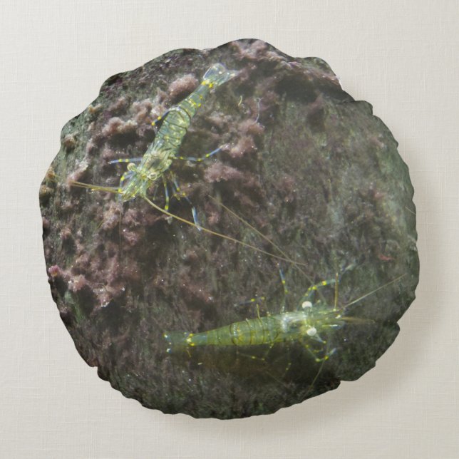 Coussin rond crevettes (Dos)