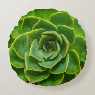 Coussin rond succulent d'Echeveria