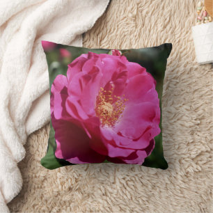 Coussin Rose rose en pleine floraison en gros plan 