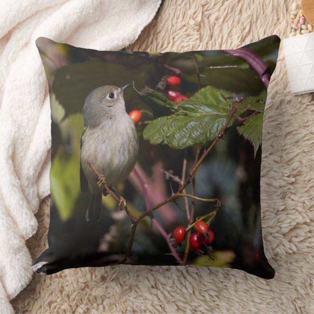 Coussin Rouby-couronné Kinglet Songbird sur Hawthorn Bush (Couverture)
