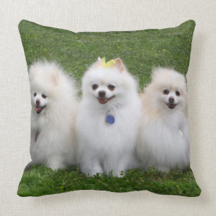 Coussin Séance de 3 Pomeranians