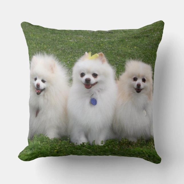 Coussin Séance de 3 Pomeranians (Recto)