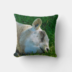 COUSSIN SHEEP