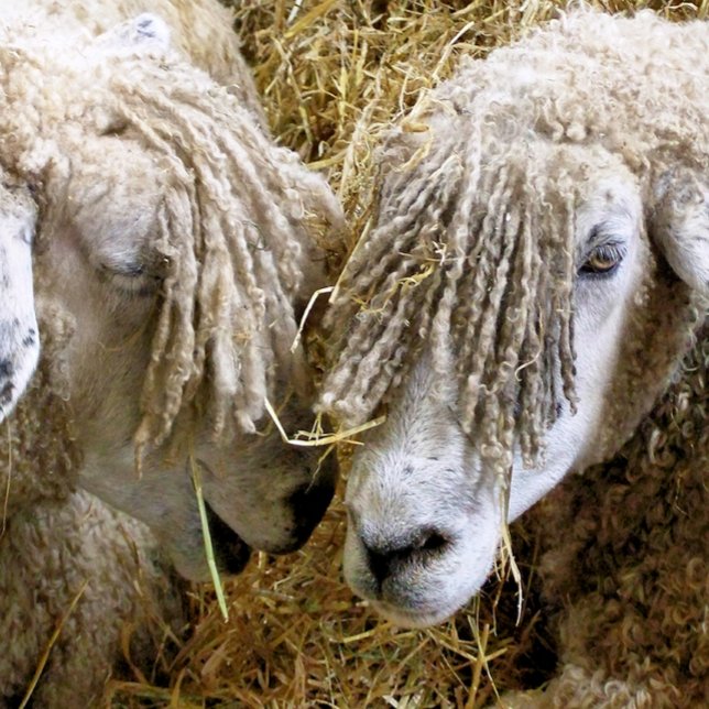 COUSSIN SHEEP (Two beautiful Cotswold sheep captured photographically in a funny moment talking to each other.)
