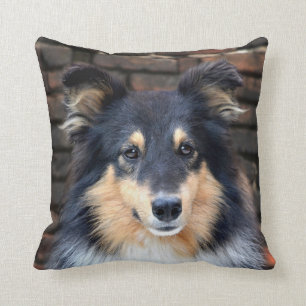 Coussin Sheltie tricolore