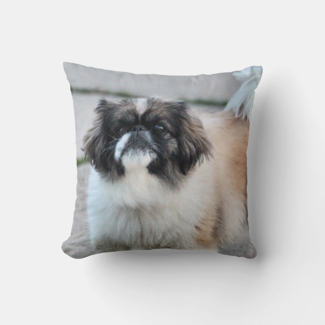 Coussin Shih Tzu (Recto)