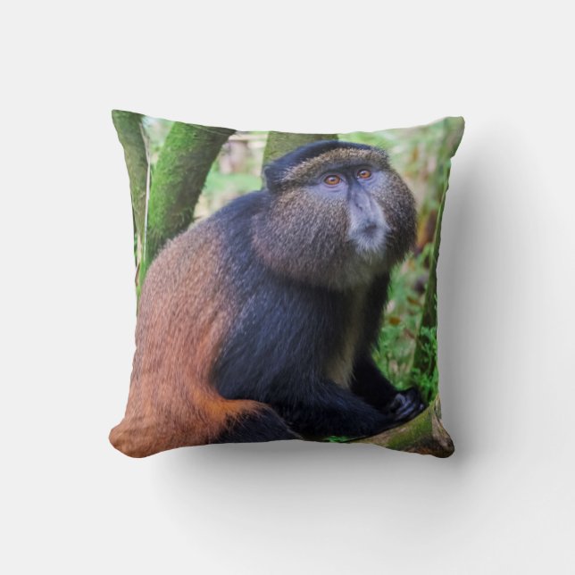 Coussin Singe doré, Rwanda (Recto)