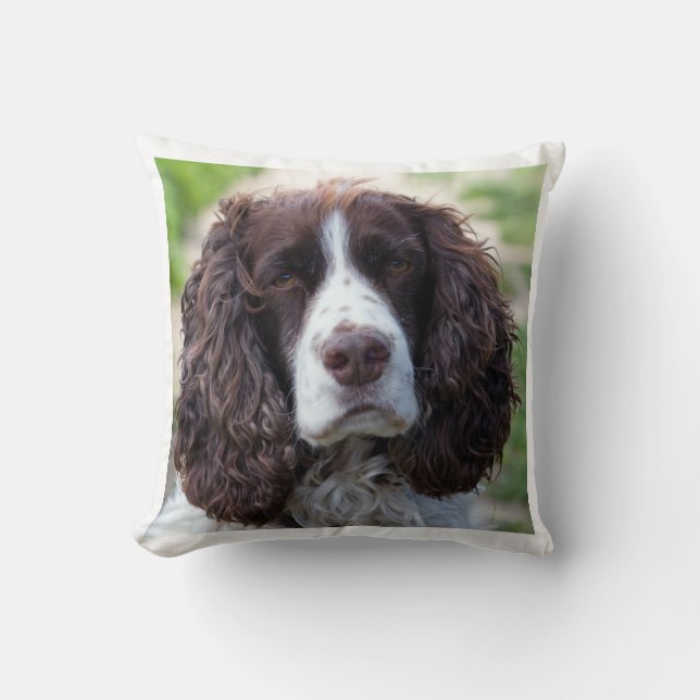 Coussin springer anglais spaniel.png (Recto)