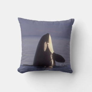 Coussin Spyhopping Orca Killer Whale (Orca orcinus) près d