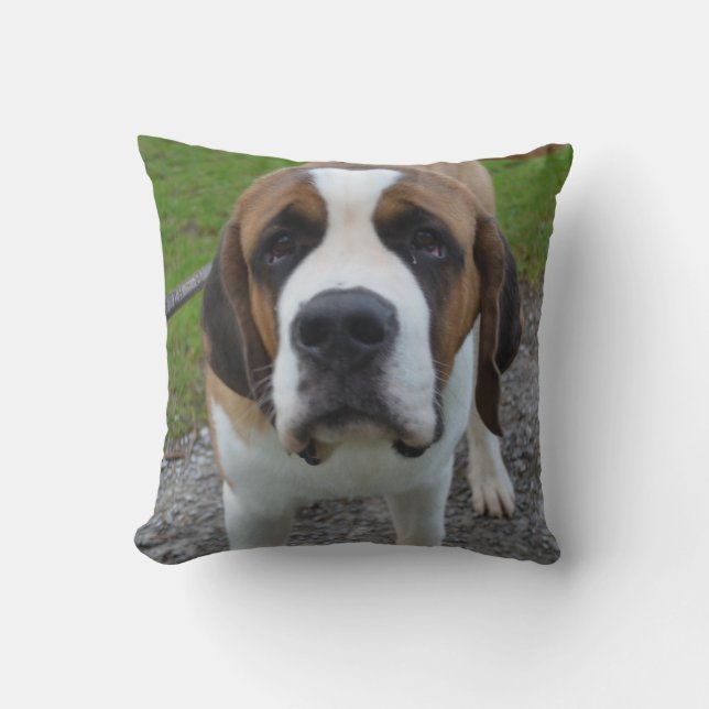 Coussin St Bernard curieux (Recto)
