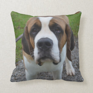 Coussin St Bernard curieux