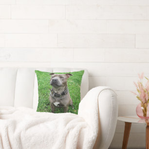 Coussin Staffordshire Bull Terrier Assis À L'Attention,