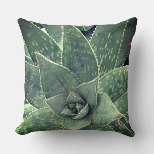 Coussin Succulent Aloe Plante Photographie
