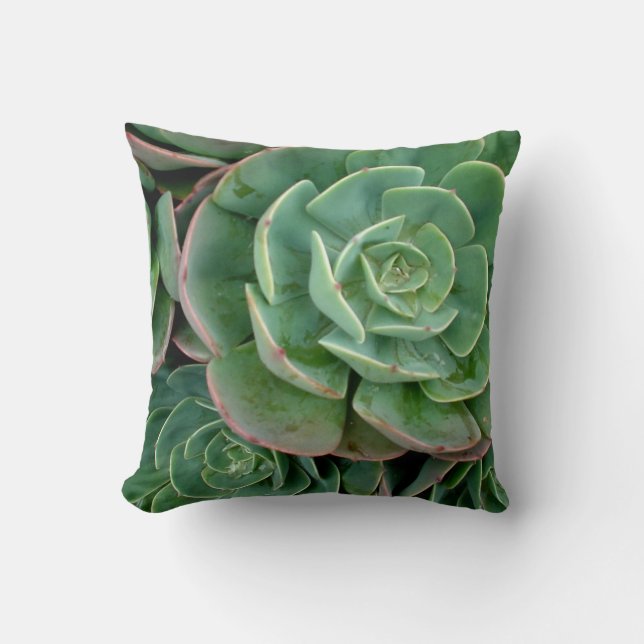 Coussin succulent de MoJo d'Américain (Recto)
