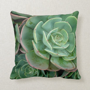 Coussin succulent de MoJo d'Américain
