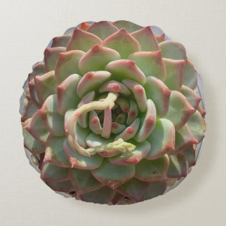 Coussin succulent juteux