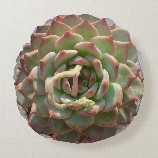 Coussin succulent juteux (Devant)