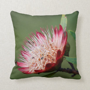 Coussin Sugarbush de Drakensberg (Protea Dracomontana)