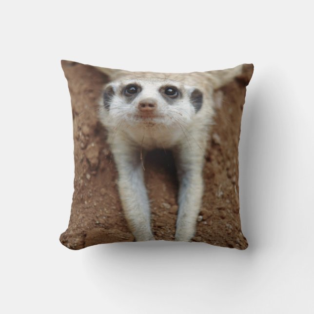 Coussin Suricate (Suricata suricatta) se rafraîchissant (Recto)