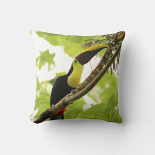 Coussin Swainson Toucan