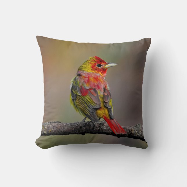 Coussin Tangara écarlate en mue - Photographie originale (Recto)