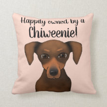 Teckel heureusement possédé mignon de chiwawa de