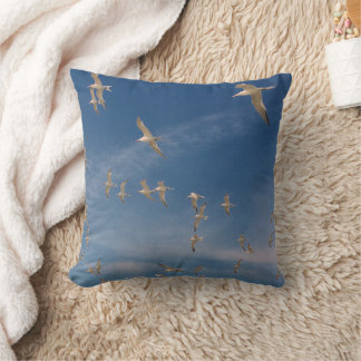 Coussin Terns Overhead