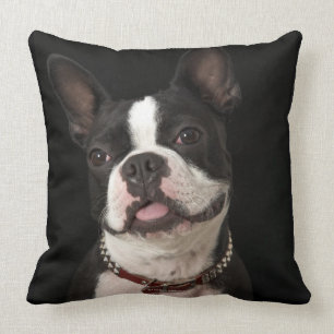 Coussin Terrier de sourire de Boston avec le collier