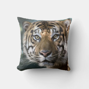 Coussin Tigre de Sumatra mâle (Panthera tigris sumatrae)