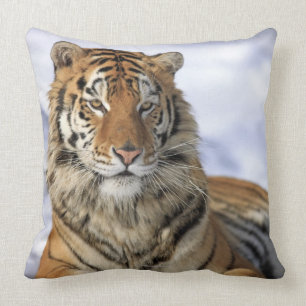 Coussin Tigre sibérien, altaica du Tigre de Panthera, Asi