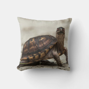 Coussin Tortue-boîte commune