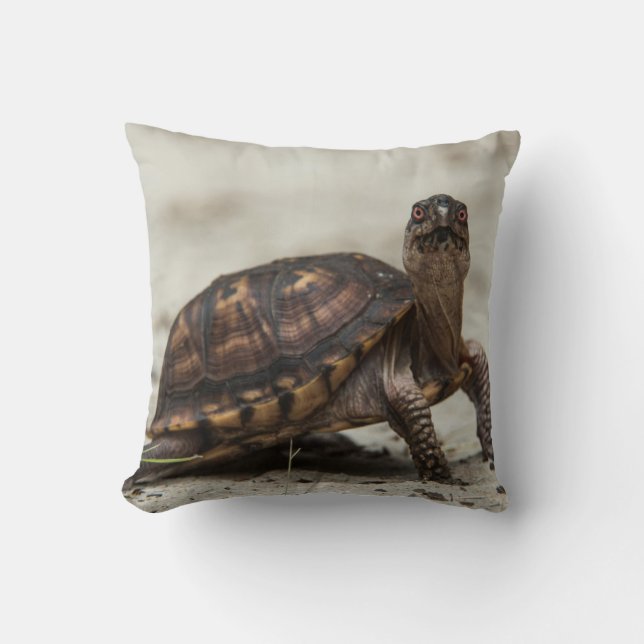 Coussin Tortue-boîte commune (Recto)