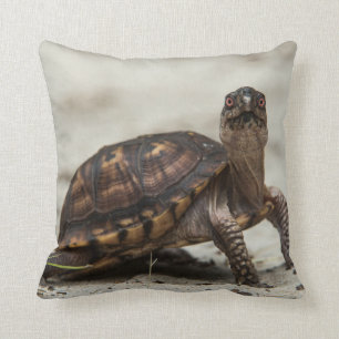 Coussin Tortue-boîte commune