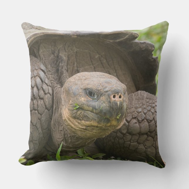Coussin Tortue géante (Recto)