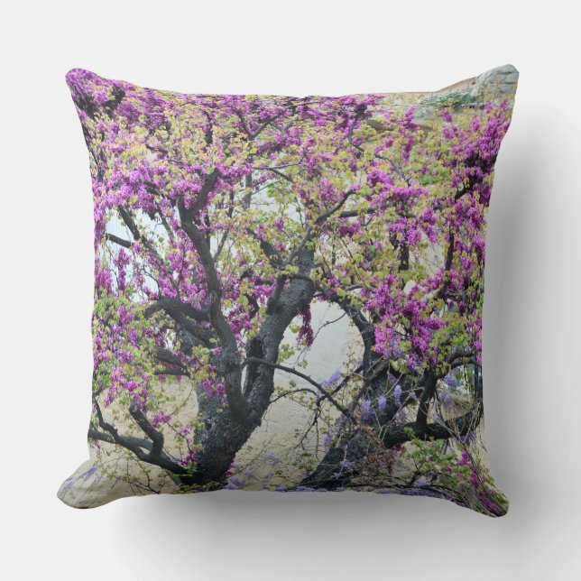 Coussin Tree in bloom in Provence (Recto)