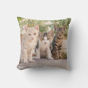 Coussin Trois jeunes chatons chatons chatons s'assoient en