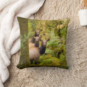 Coussin Trois Vaches De Elk Roosevelt Regardant Vue