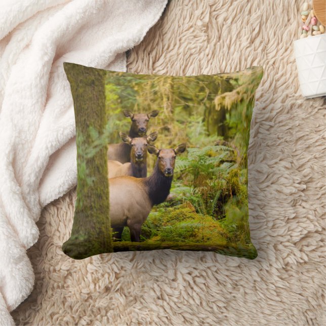 Coussin Trois vaches élans de Roosevelt regardant la vue (Couverture)