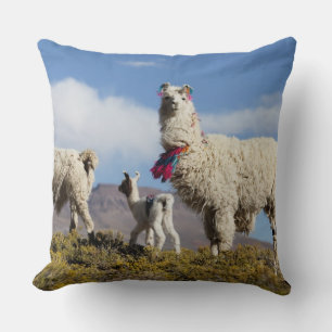 Coussin Troupeau de lamas décorés dans la Puna, montagnes 