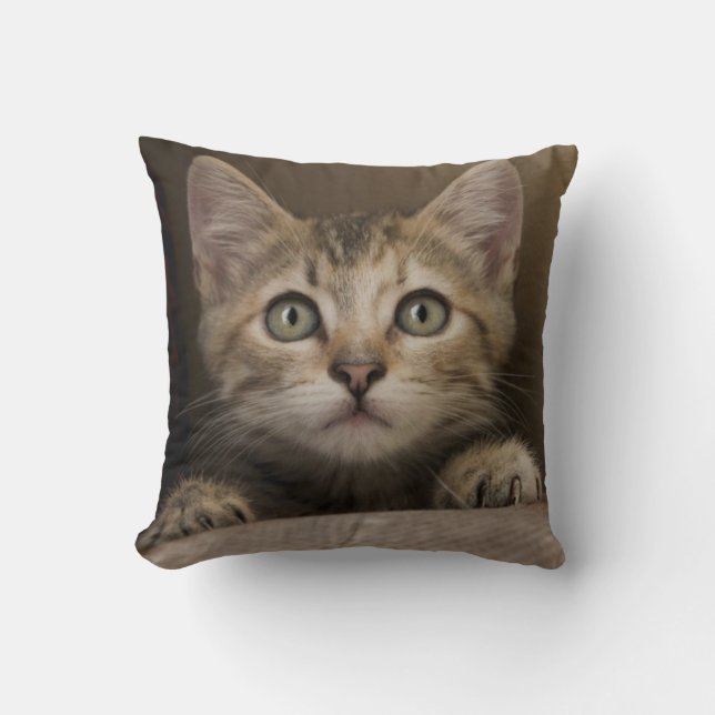 Coussin Un chaton tigré très doux (Recto)