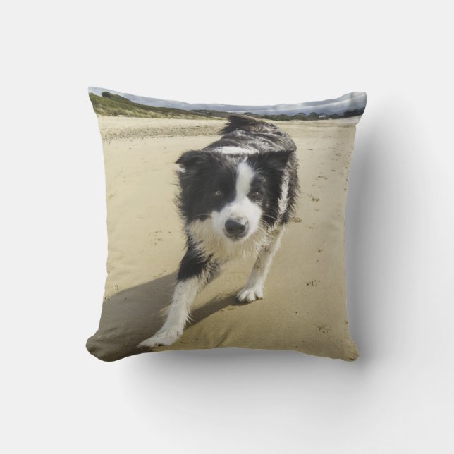 Coussin Un chien de border collie fonctionnant sur la (Recto)