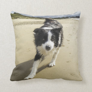Coussin Un chien de border collie fonctionnant sur la