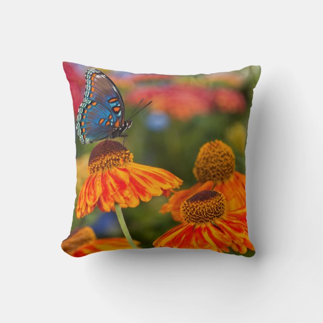 Coussin Un Papilio troilus, Papilio troilus (Recto)