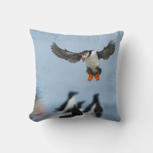 COUSSIN UN PUFFIN DE L'ATLANTIQUE ARRIVE SUR LE TERRAIN AV