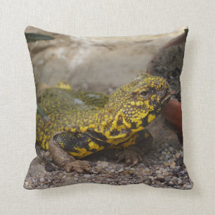 Coussin Uromastyx geyri