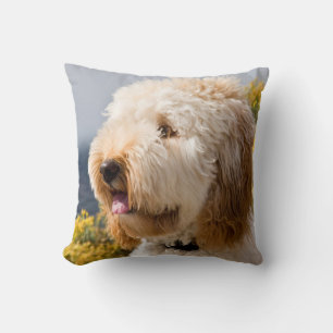 Coussin USA, Californie. Portrait De Labradoodle 3