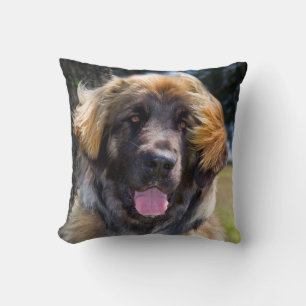 Coussin USA, Californie. Portrait De Leonberger Assis