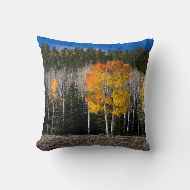 Coussin Utah, États-Unis. Peupliers Trembles (Populus Trem (Recto)