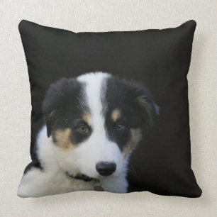 Coussin Vieux chiot de border collie de 12 semaines