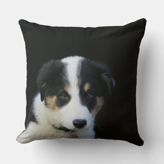 Coussin Vieux chiot de border collie de 12 semaines (Recto)
